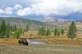 Bison landscape