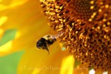 Bumble bee and sunflower