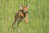Fawn jumping through flowers