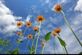 Flowers reaching for the sky