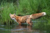 Fox in water