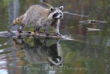 Raccoon in pond