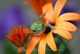 Tree frog in colorful flowers