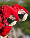 Scarlet Macaws California _MG_1805 (Captive).jpg
