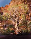 Capitol Reef NP _MG_6874.jpg