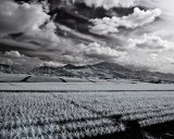 IR Test 2
