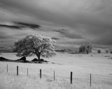 Merced Pasture