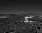 Mamane in the Lava - IGP5025