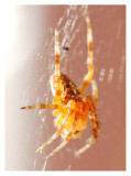 Kopie von spider.jpg