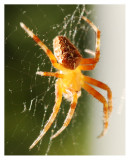 Kopie von spider2.jpg