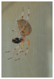 spinne3_kl.jpg