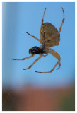 spinne4_kl.jpg