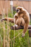 monkey.jpg
