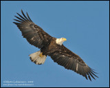 Bald Eagle in Flight