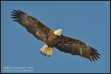Eagle in Flight