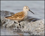 Dunlin - Playing in the Surf