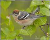 Bay-breasted Warbler (female)