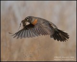 American Robin with Cargo