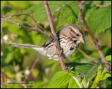 Song Sparrow