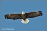 (Curious) Eagle in Flight