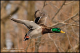 Mallard in Flight