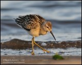 Stilt Sandpiper