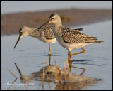 Stilt Sandpipers