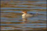 Common Marganser