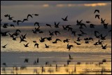 Shorebirds in Early Morning Flight 