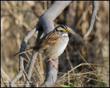 White Throated Sparrow