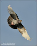 Rock Pigeon in Flight