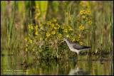 Lesser Yellowlegs