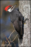 Pileated Woodpecker