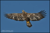 Bald Eagle in Flight