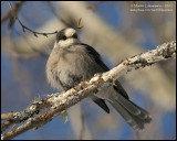 Gray Jay