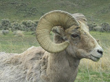 Ram, Wyoming, 2008