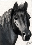 Morgan Horse    8-10