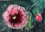 hollyhocks 3-08