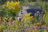 Fall Flowers