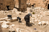 Dead cities from Hama april 2009 8705.jpg