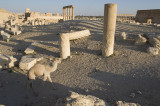 Palmyra apr 2009 0093.jpg
