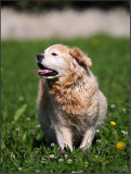 maggie