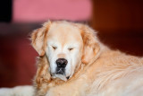 maggie