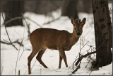 capriolo