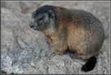 marmotta trentina