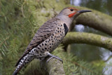 Male Northern Flicker (red-shafted) 1436
