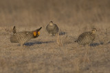 Greater Prairie Chickens on Lek - Cock and 2 Hens