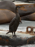 Brandts Cormorant