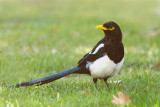 Yellow-billed Magpie