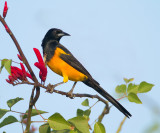 Black-vented Oriole